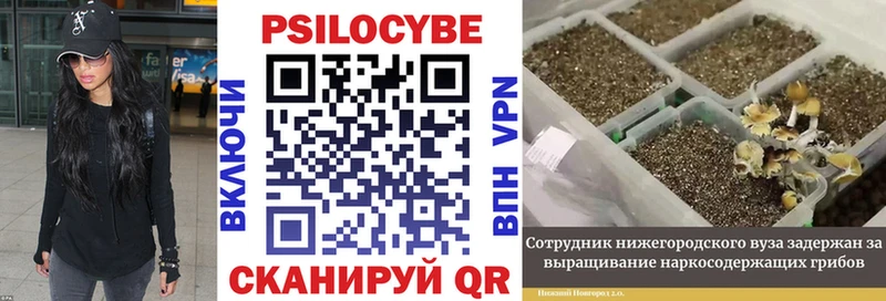 Псилоцибиновые грибы Magic Shrooms  Павловская 